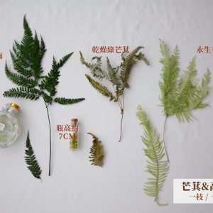 規格一片和一枝比較_芒萁&高山羊齒 拷貝