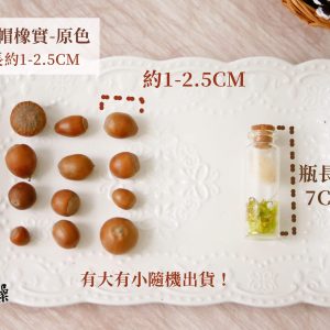 規格二 _橡實