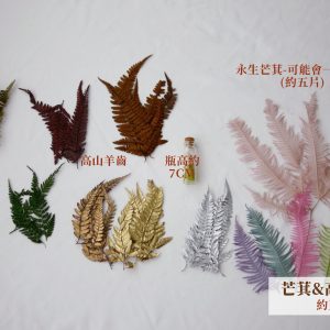 規格五片_芒萁&高山羊齒 拷貝