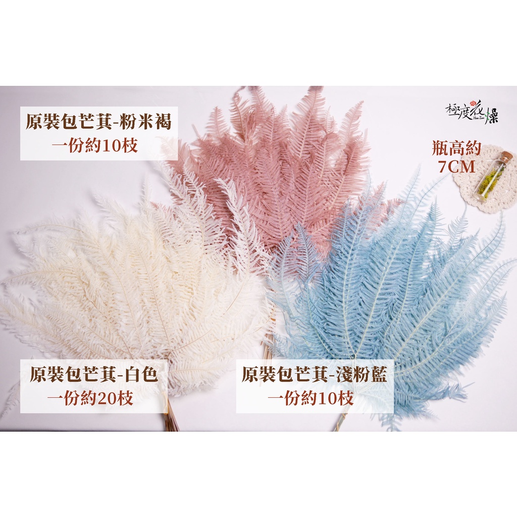 規格圖_永生芒萁