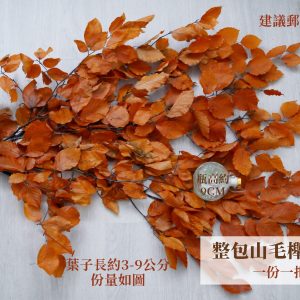 規格橘色_整包永生山毛櫸 拷貝