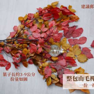 規格混色(有黃有橘)_整包永生山毛櫸 拷貝