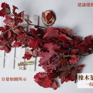 規格紅色_整包橡木葉 拷貝