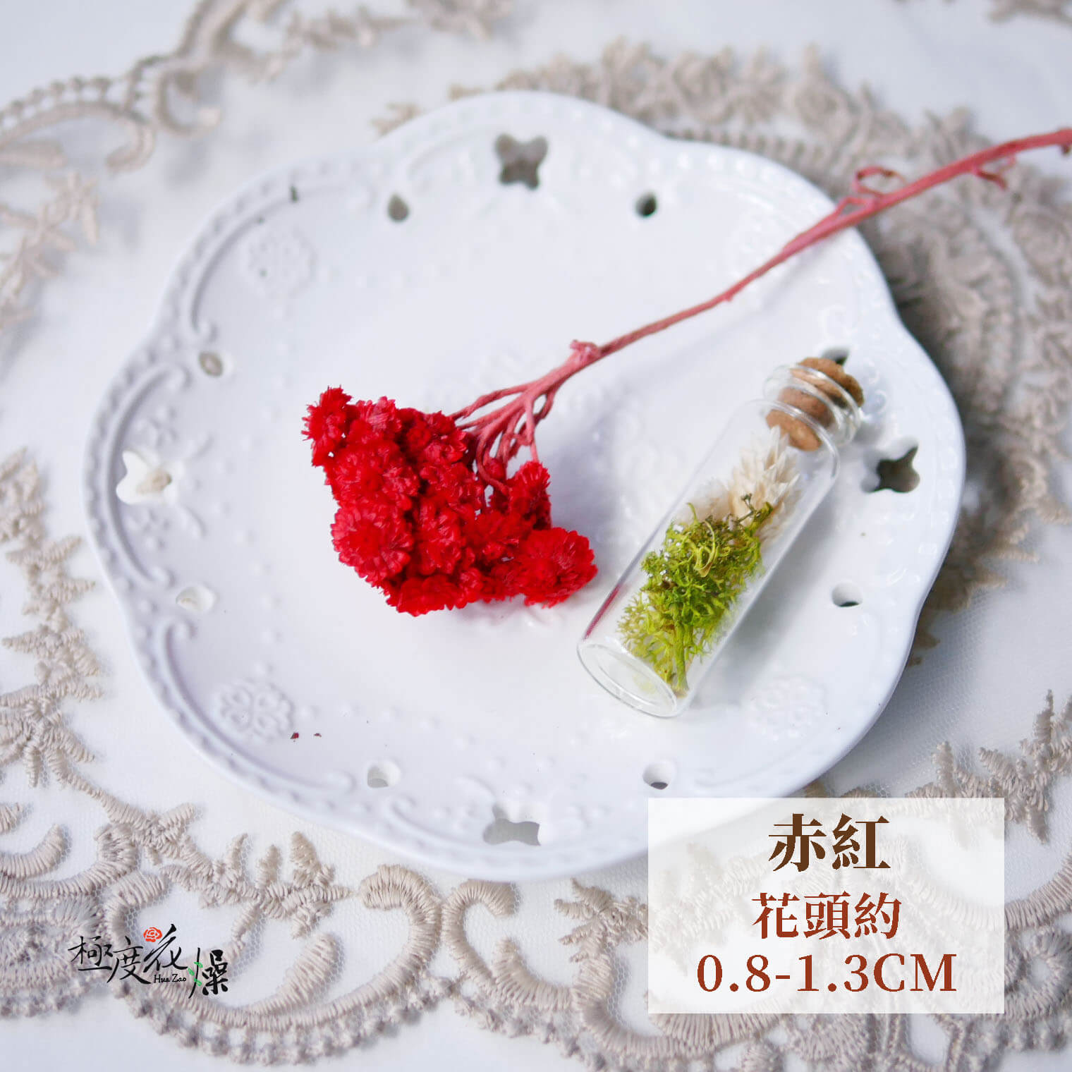 赤紅_蠟菊