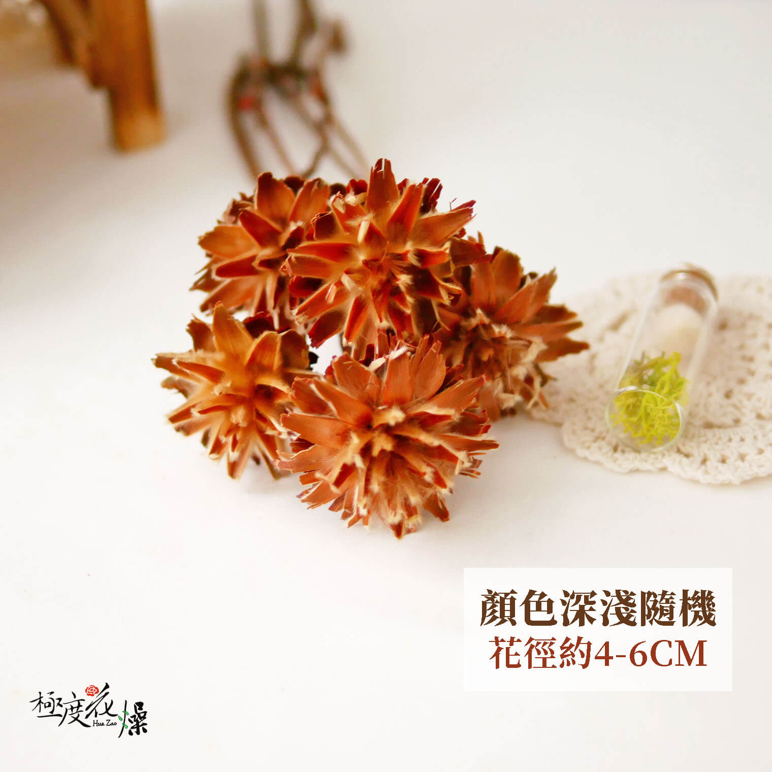 隨機單選_羽毛菊 拷貝