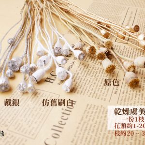 顏色_乾燥虞美人 拷貝