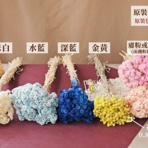 顏色_蠟菊