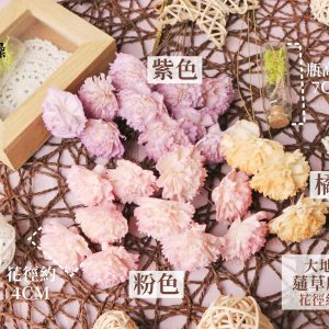 顏色_通草康乃馨