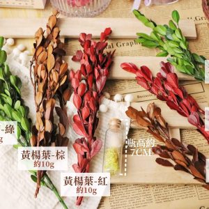 顏色大小 _永生黃楊葉
