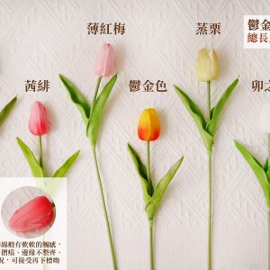 鬱金香規格_抱抱筒鬱金香 拷貝