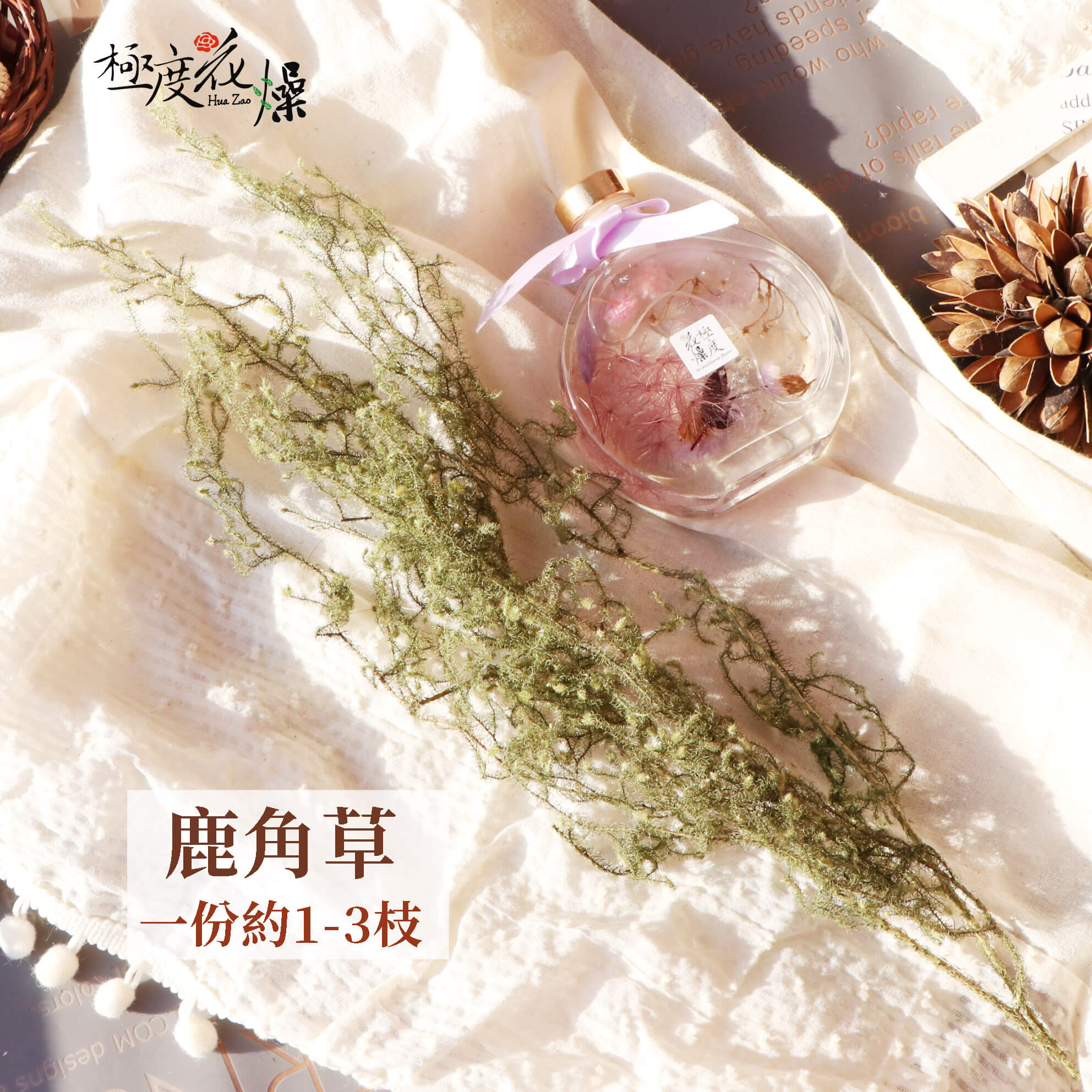 鹿角草_鹿角草