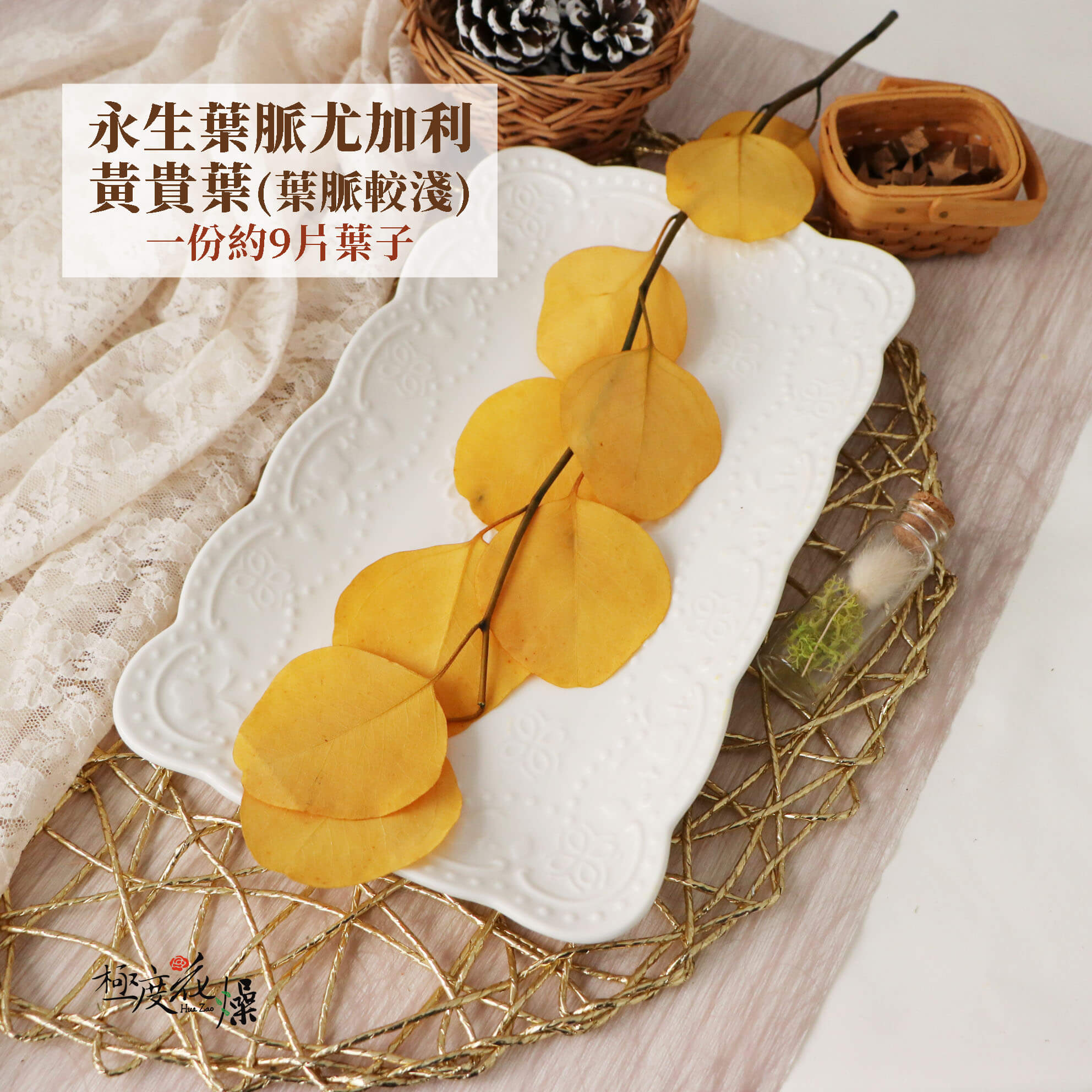 黃貴葉 _永生葉脈尤加利